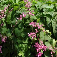 Antigonon leptopus Hook. & Arn.